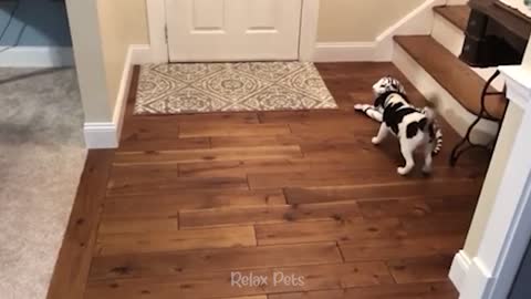 Funniest Cats And Dogs Videos 😂