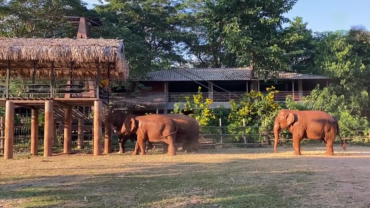 These Elephants Express Their Affection Toward Favourite Person - ElephantNews