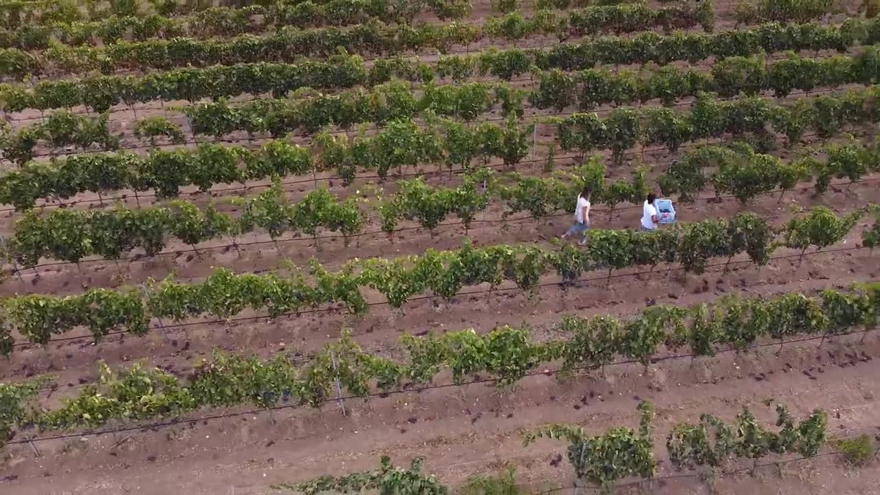 In vendemmia _ Barone Sergio