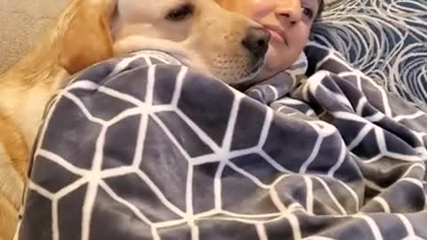 Labrador Dog Loves to Relax on His Mom's Shoulder | Cute Dog Video