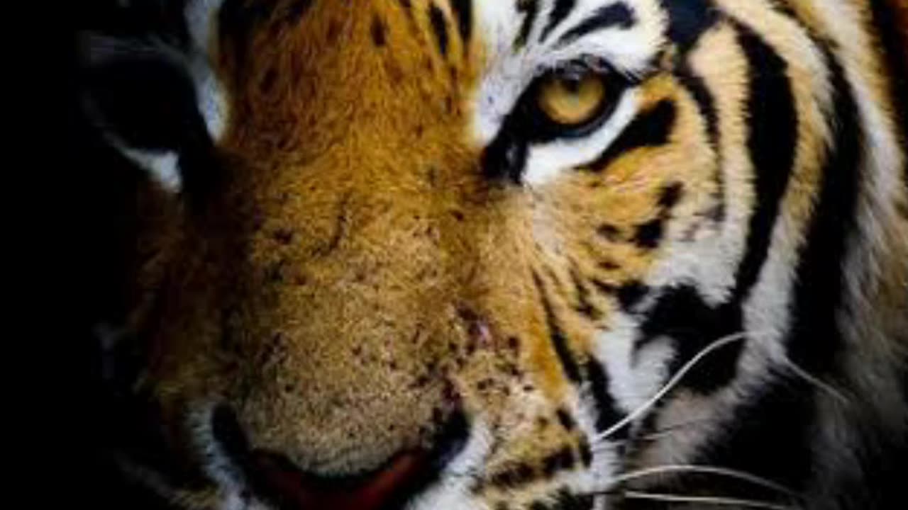 dangereous in jungle