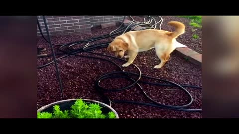 A funny Labrador will not understand where the water is coming from.