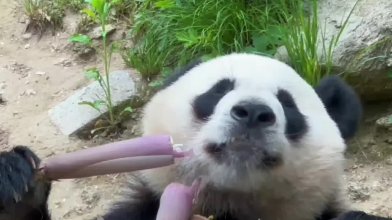 Panda eating bambu and dog sitting bycycle