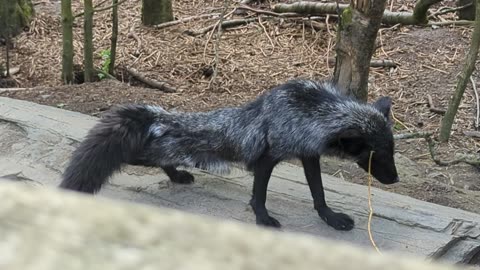 Silver fox stretching after a nap