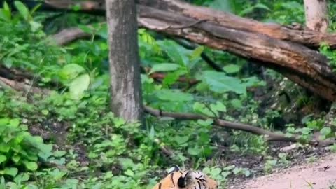 Khursapar Pench Female tigress 30 June