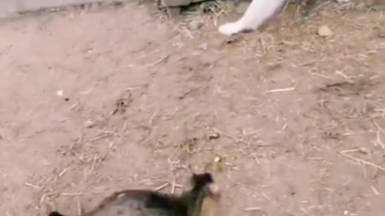 dogs cat fight cat angry with dog