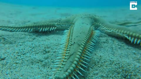 Starfish With Feet Walks Along Seabed