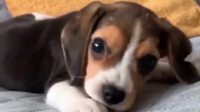 Hehehe.....your slipper is mine to destroy now hooman👿👿
