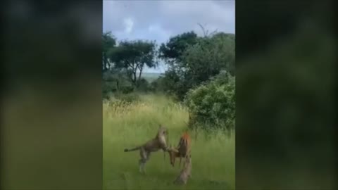 Animals Fight6