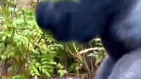 Humans vs. Gorilla Not Even Close shorts