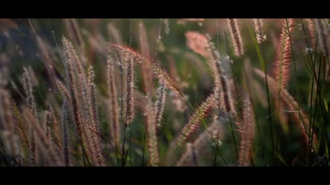 Nature Relaxing Music 4K