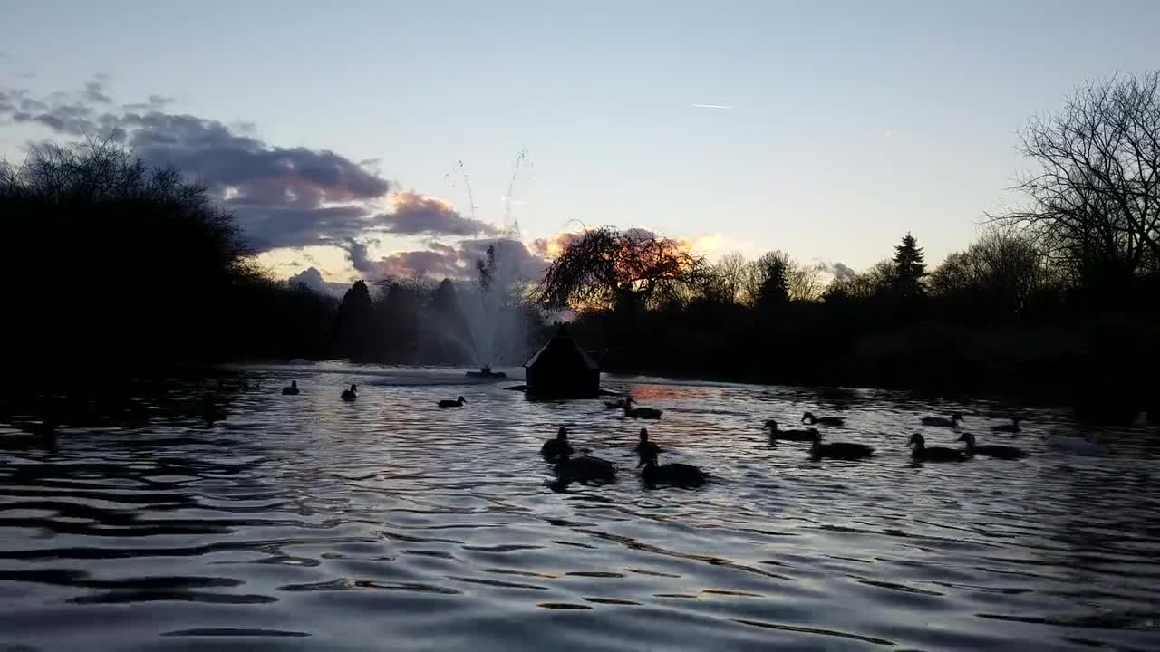 Duck River Animal Swan Swim Sunrise