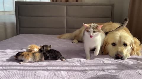 Mom Cat Shows Baby Kittens that Golden Retriever is Safe for Them