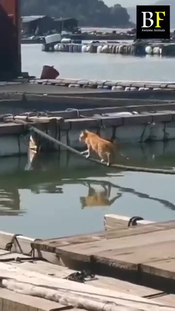 Beautiful and funny scenes of animals