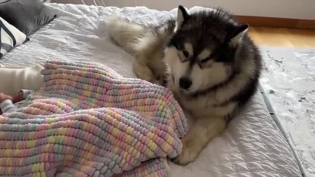 Adorable Giant Husky Protects Newborn Baby! Love At First Sight! (Cutest Ever!!)