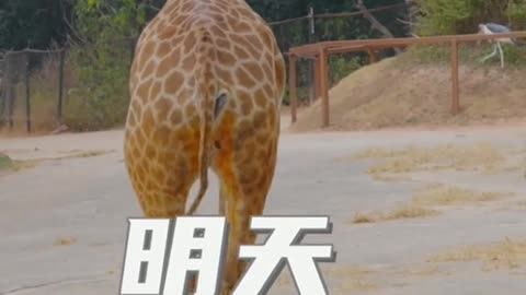 The giraffe