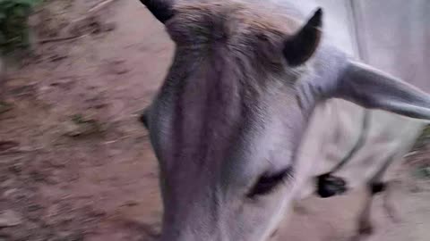 Cow mother and son love seen in india