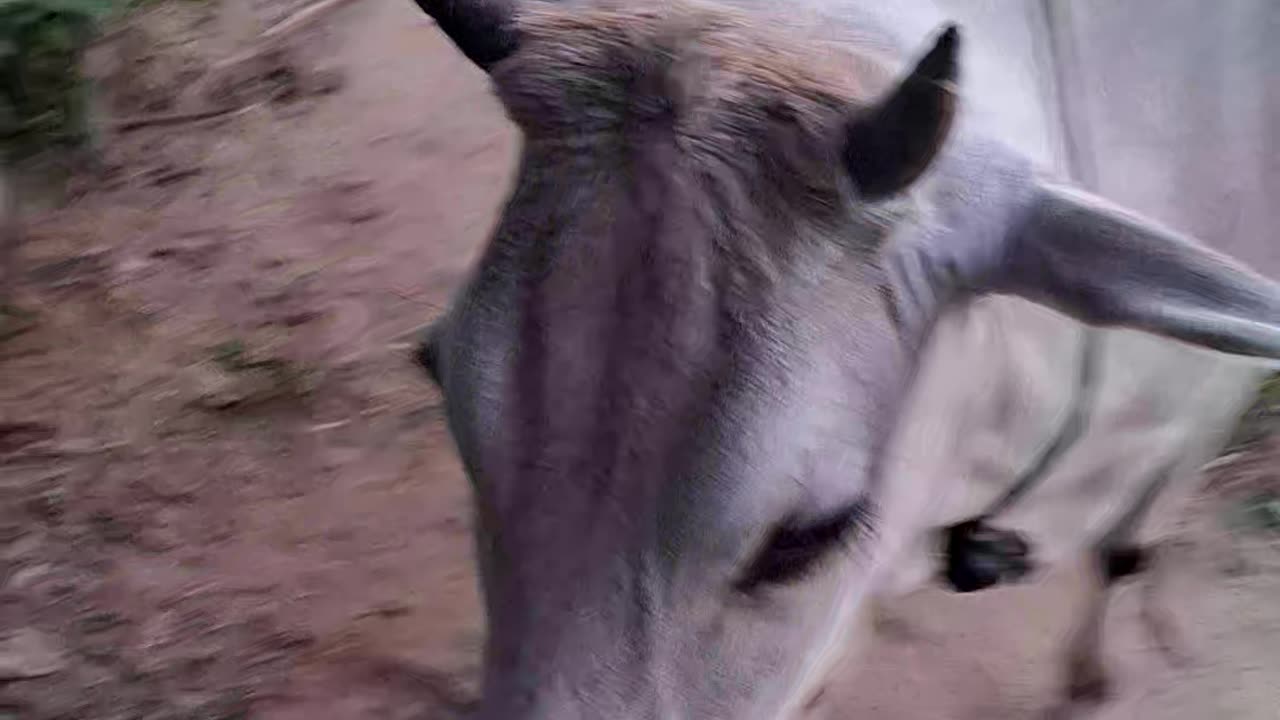 Cow mother and son love seen in india