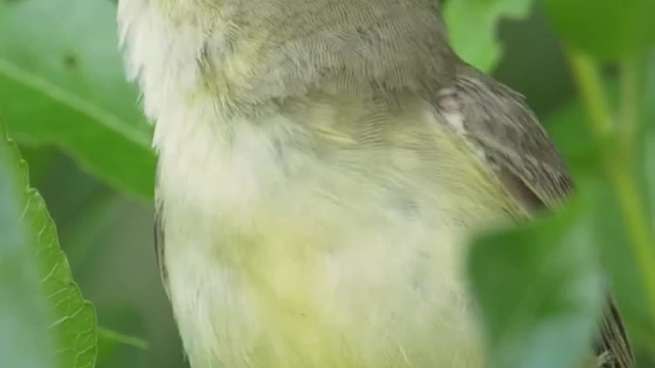 BIRD_SOUNDS_Icterine