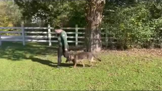 Off-Leash Heel: The Sable German Shepherd Dog