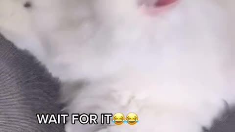 Video Funny Cats 52