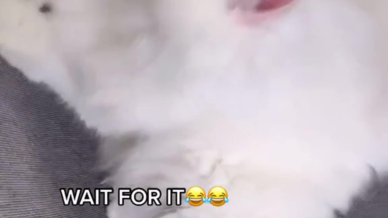 Video Funny Cats 52