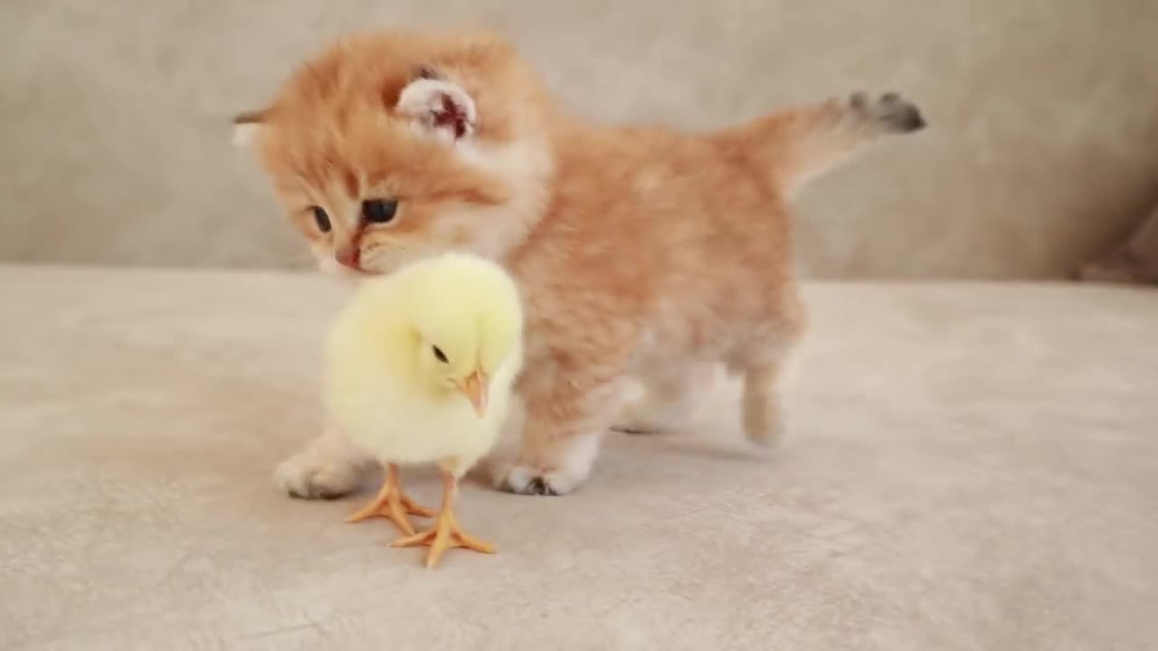 Fluffy orange meets with the yolk 🐥