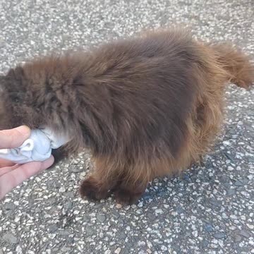 Catnip project begins in Penzance.