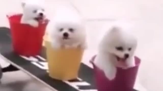 Cute and funny dogs | smart dogs | pappies dogs | baby dogs #SHORTS #dog #cute