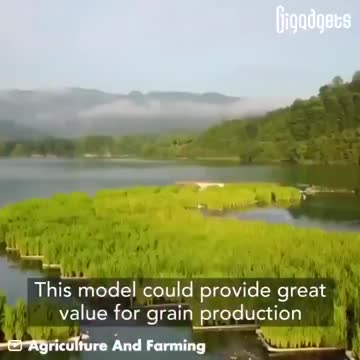 Modern rizstermesztés / Modern rice production