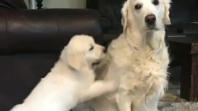 The big dog is with the little dog