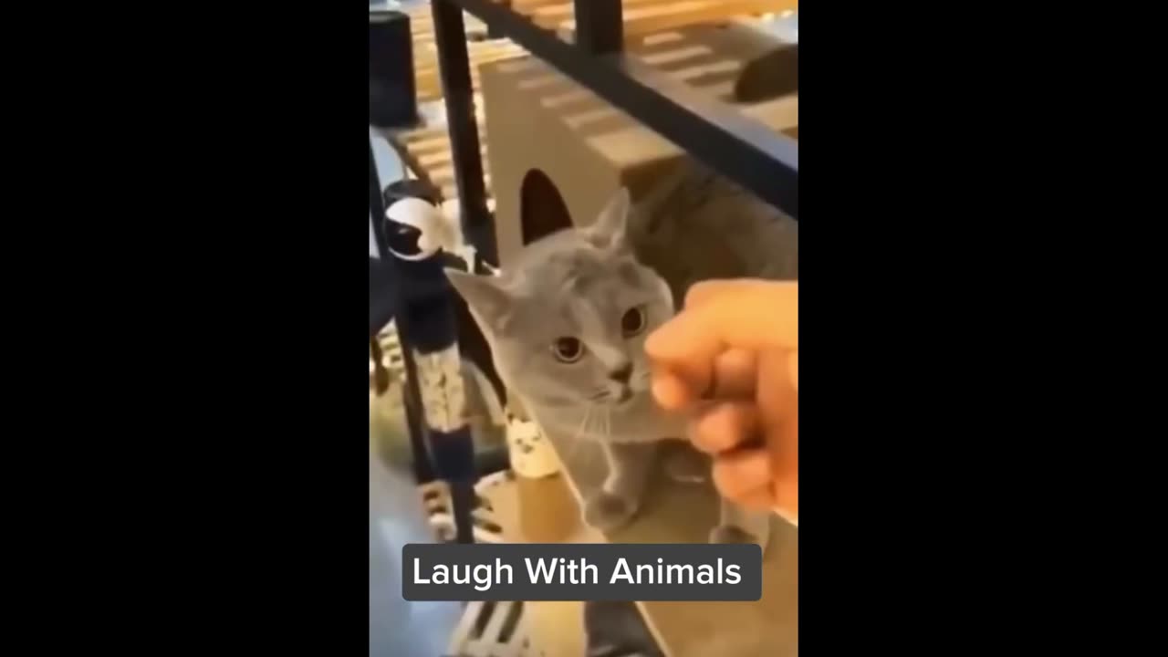 Cats fun