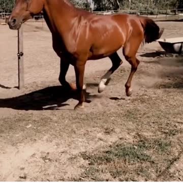 🐴a running horse🐎