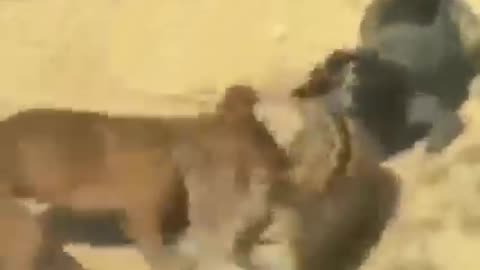 Cur dog presses down jaguar