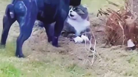 Don't mess with the cats
