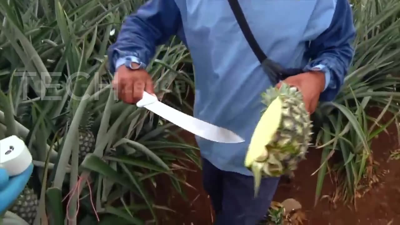 Pineapple Farming