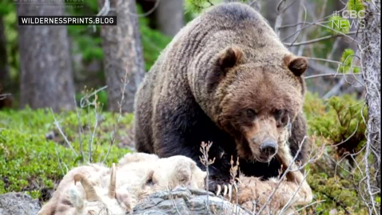 Showdown between two of Banff's biggest grizzlies