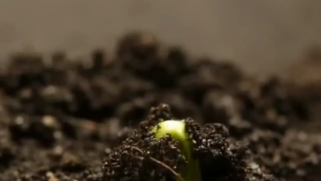 What happens to seeds when it's buried