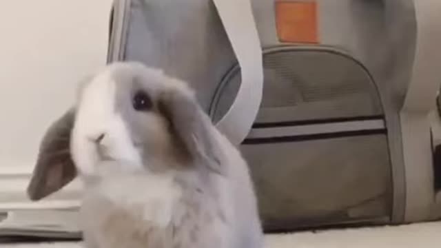 😍Cute Bunny😂 OMG😍 Rabbits Doing Funny Things 😂 Cutest Pets 😃