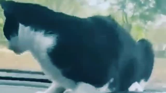 😺 😲🐈Dog🐕🐕 short video