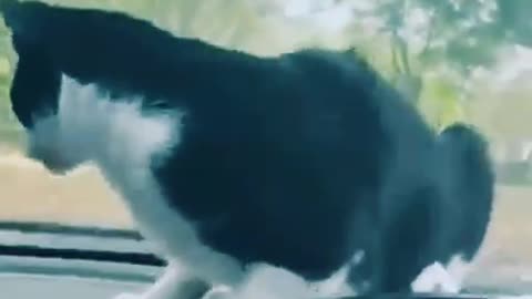 😺 😲🐈Dog🐕🐕 short video