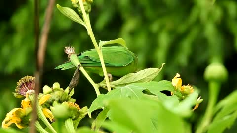 Parrot cute looks