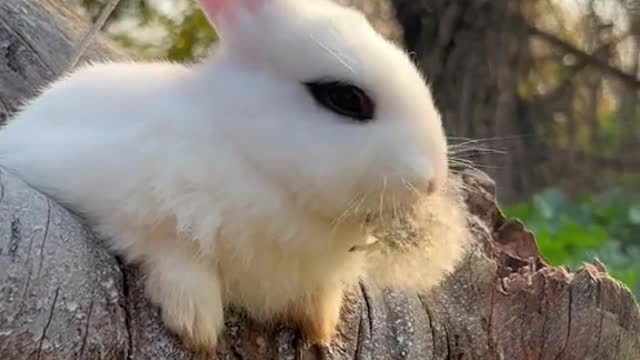 Cute rabbit eat her food