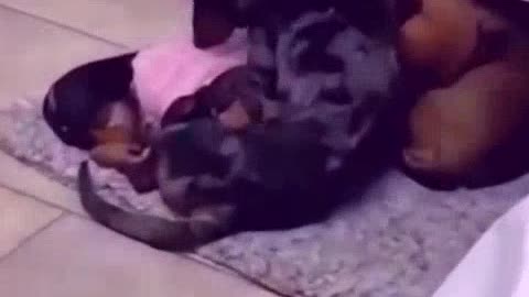 funny animal video 2023😂funniest dogs and cats