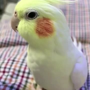 Sweet Bird