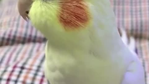 Sweet Bird