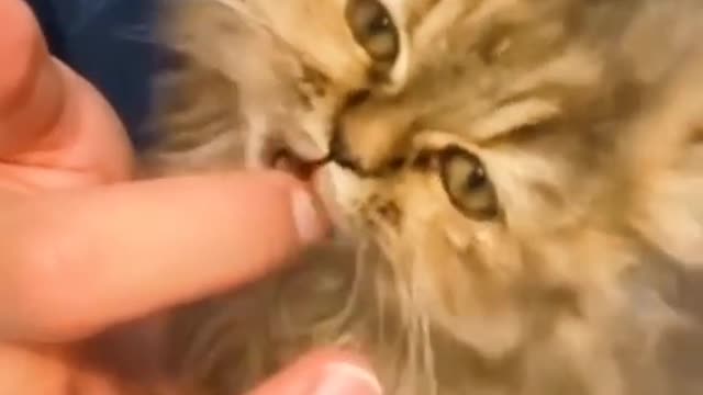 Funny pet and cute pet