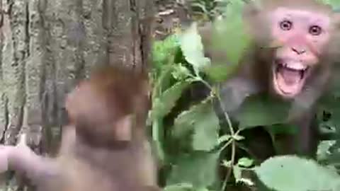 Monkey Got wild on his baby