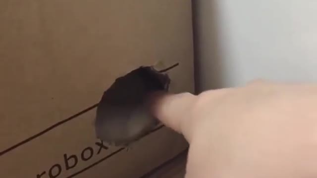Promises are often like the butterfly