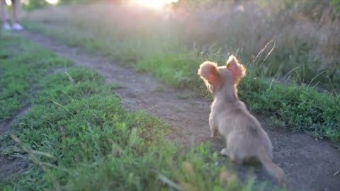 Small puppy of chihuahua for the first time on a walk and playing in nature on the field